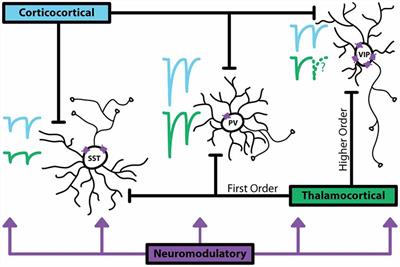 From Hiring to Firing: Activation of Inhibitory Neurons and Their Recruitment in Behavior